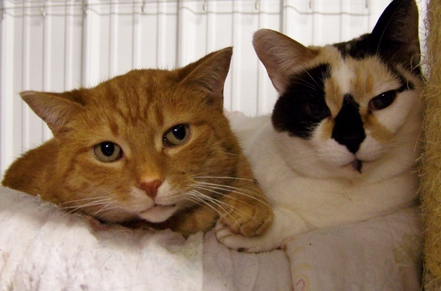 Enlarge Sir Hiss-a-lot, a Adoptable mixed breed in Shell Lake, WI image 1/10