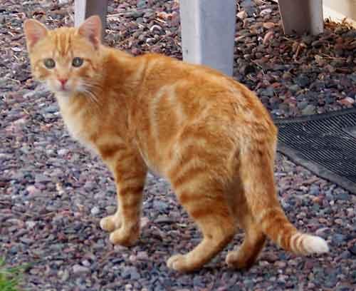 Enlarge Sir Hiss-a-lot, a Adoptable mixed breed in Shell Lake, WI image 2/10
