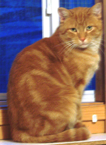 Enlarge Sir Hiss-a-lot, a Adoptable mixed breed in Shell Lake, WI image 3/10