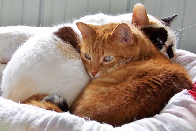Enlarge Sir Hiss-a-lot, a Adoptable mixed breed in Shell Lake, WI image 4/10