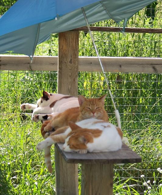 Enlarge Sir Hiss-a-lot, a Adoptable mixed breed in Shell Lake, WI image 5/10