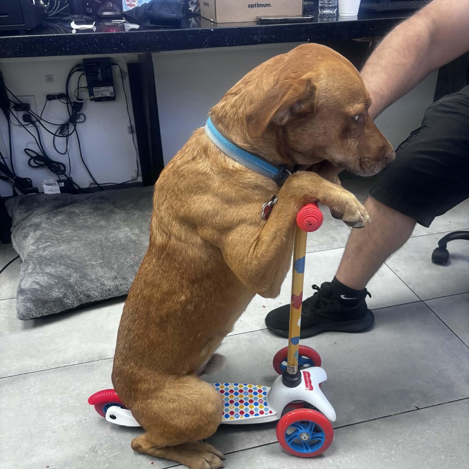 CARWASH BUDDY LIVES AT THE CARWASH, Adoptable, Adult Male Labrador Retriever & Vizsla.