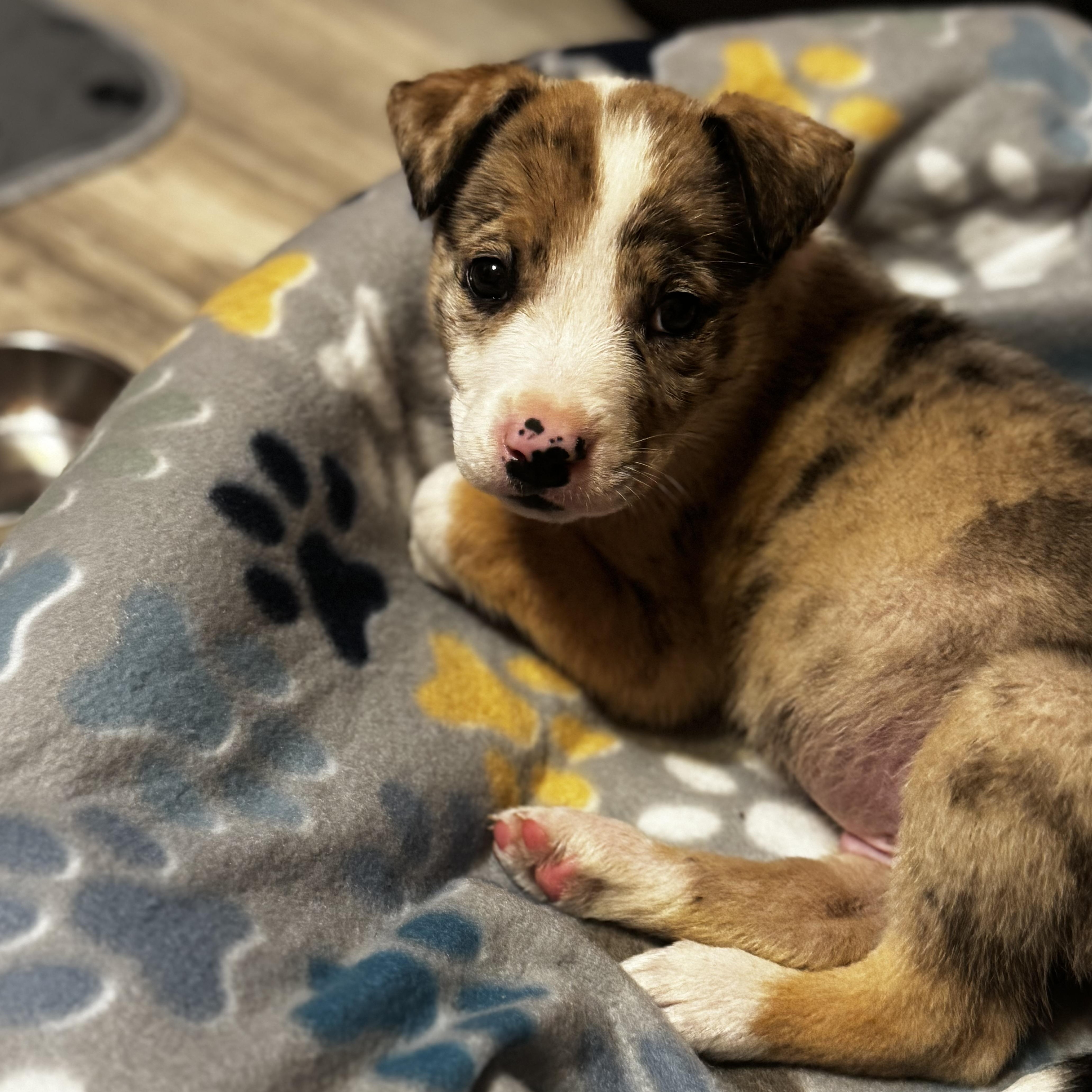 Gecko, ADOPTABLE, Puppy Male Catahoula Leopard Dog & Australian Shepherd.