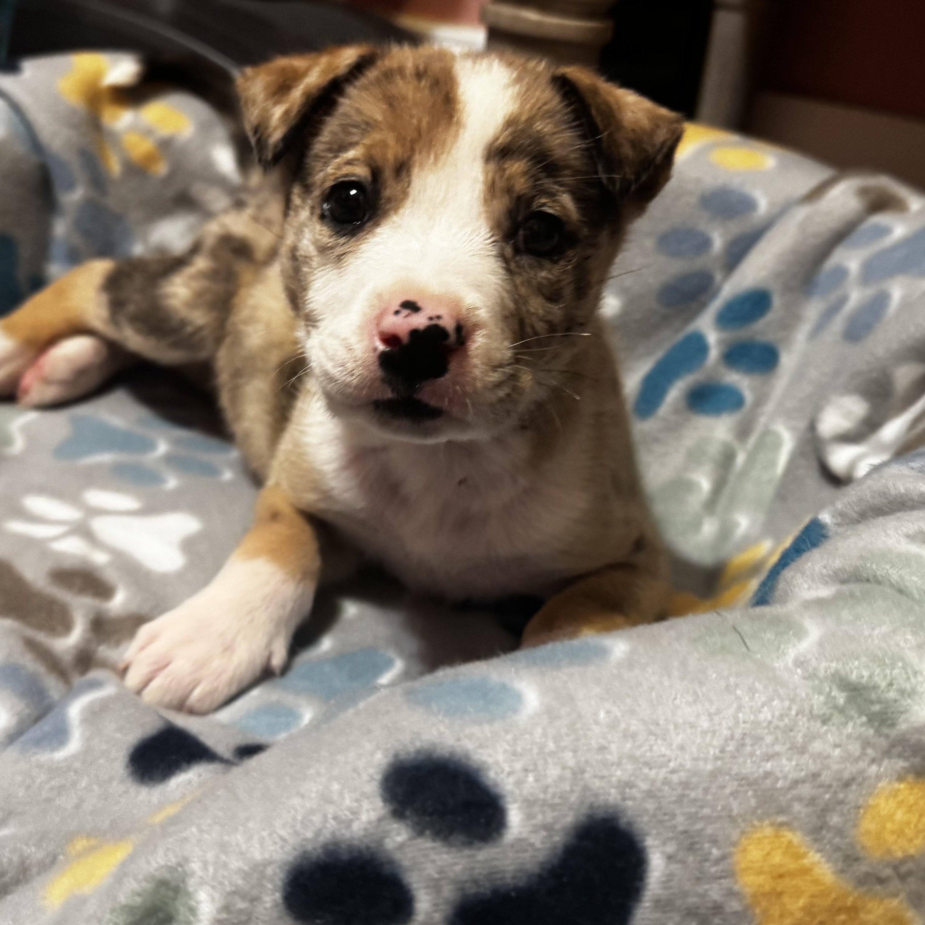 Enlarge Gecko, a ADOPTABLE mixed breed in Van Nuys, CA image 2/2