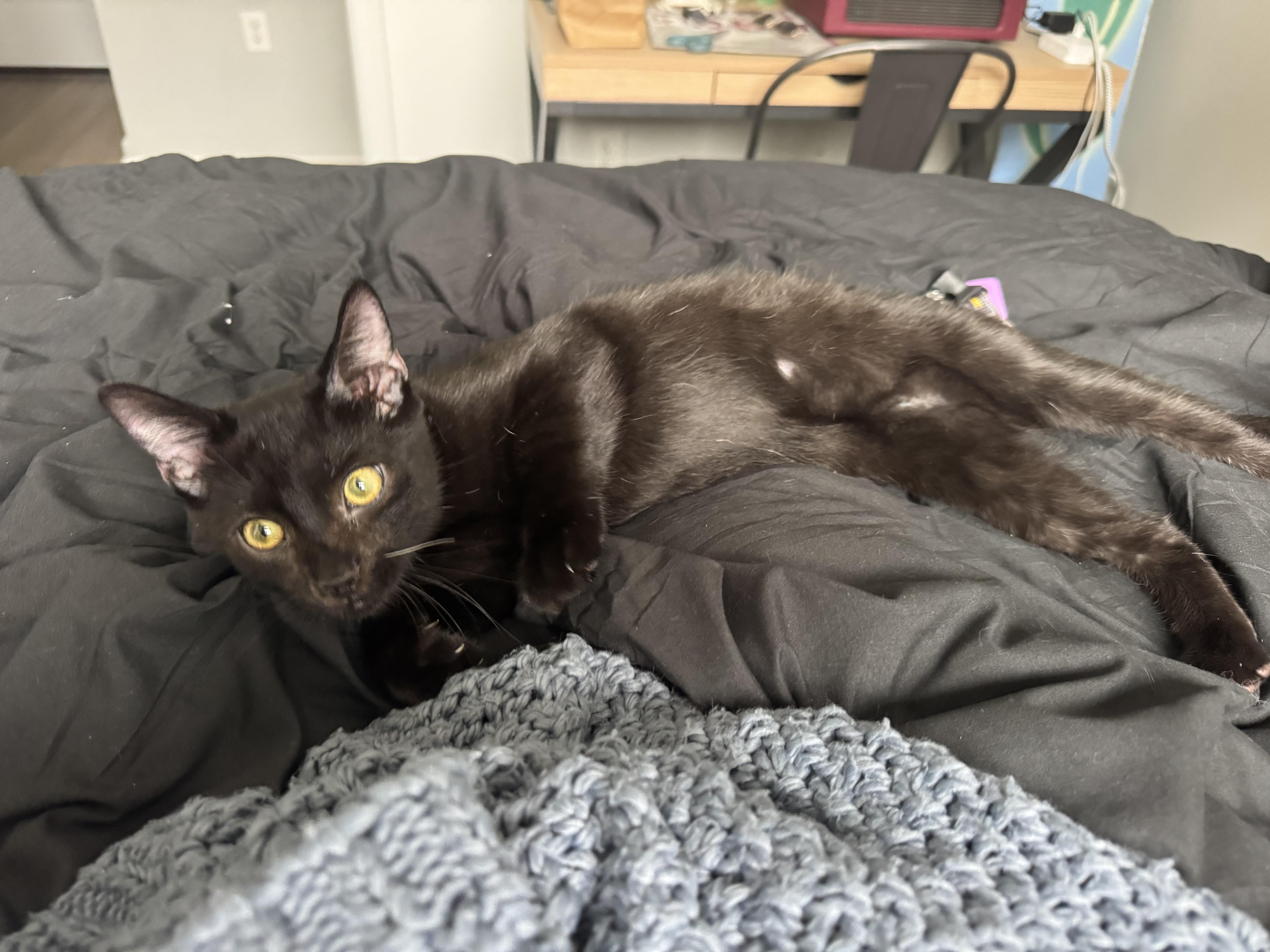 White Whisker, Adopted, Kitten Male Domestic Short Hair.
