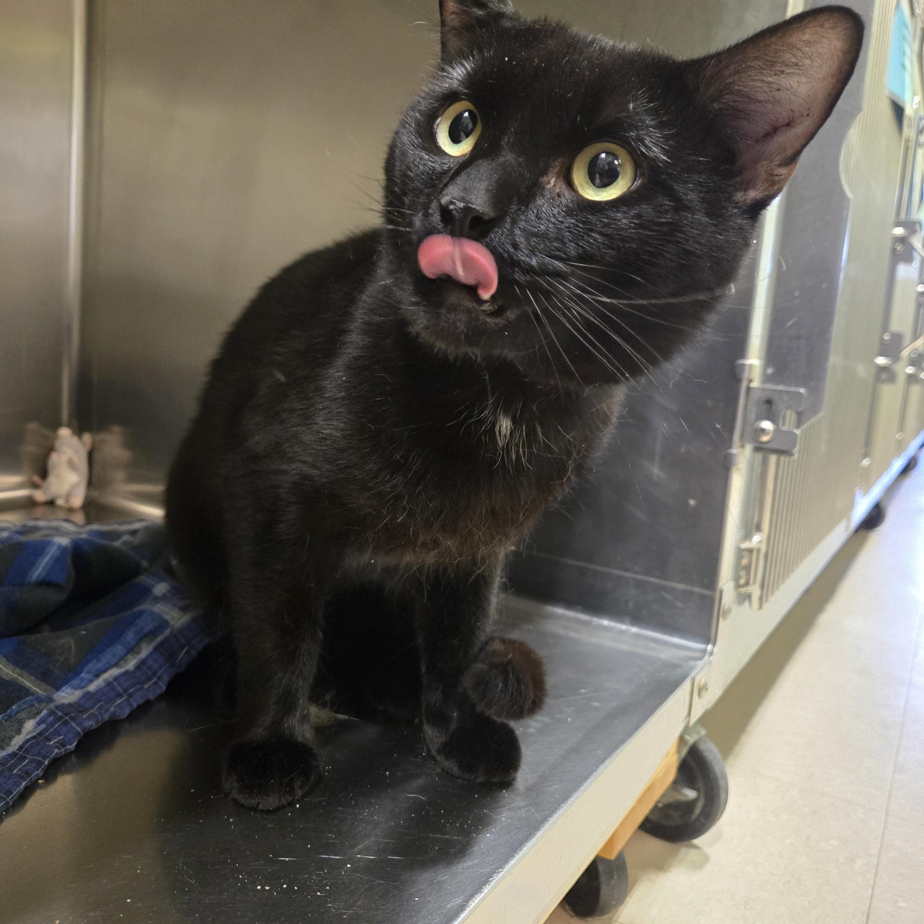 Meteor, a ADOPTABLE Domestic Short Hair in Paris, ME image 4/4
