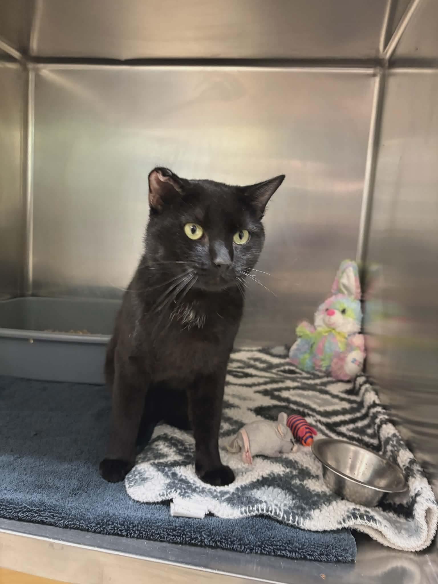 Meteor, ADOPTABLE, Adult Male Domestic Short Hair.