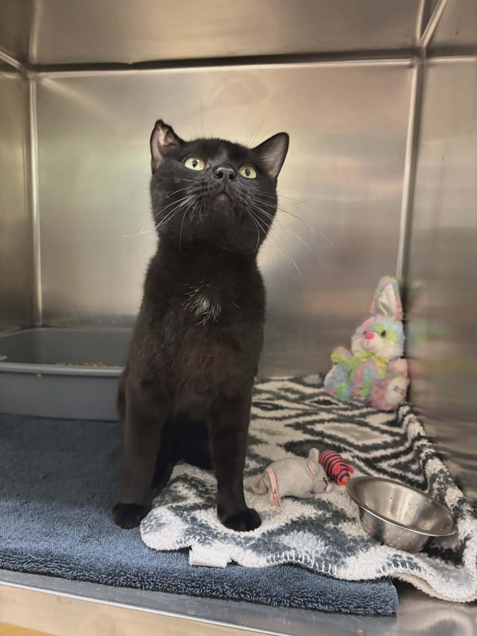 Meteor, a ADOPTABLE Domestic Short Hair in Paris, ME image 2/4