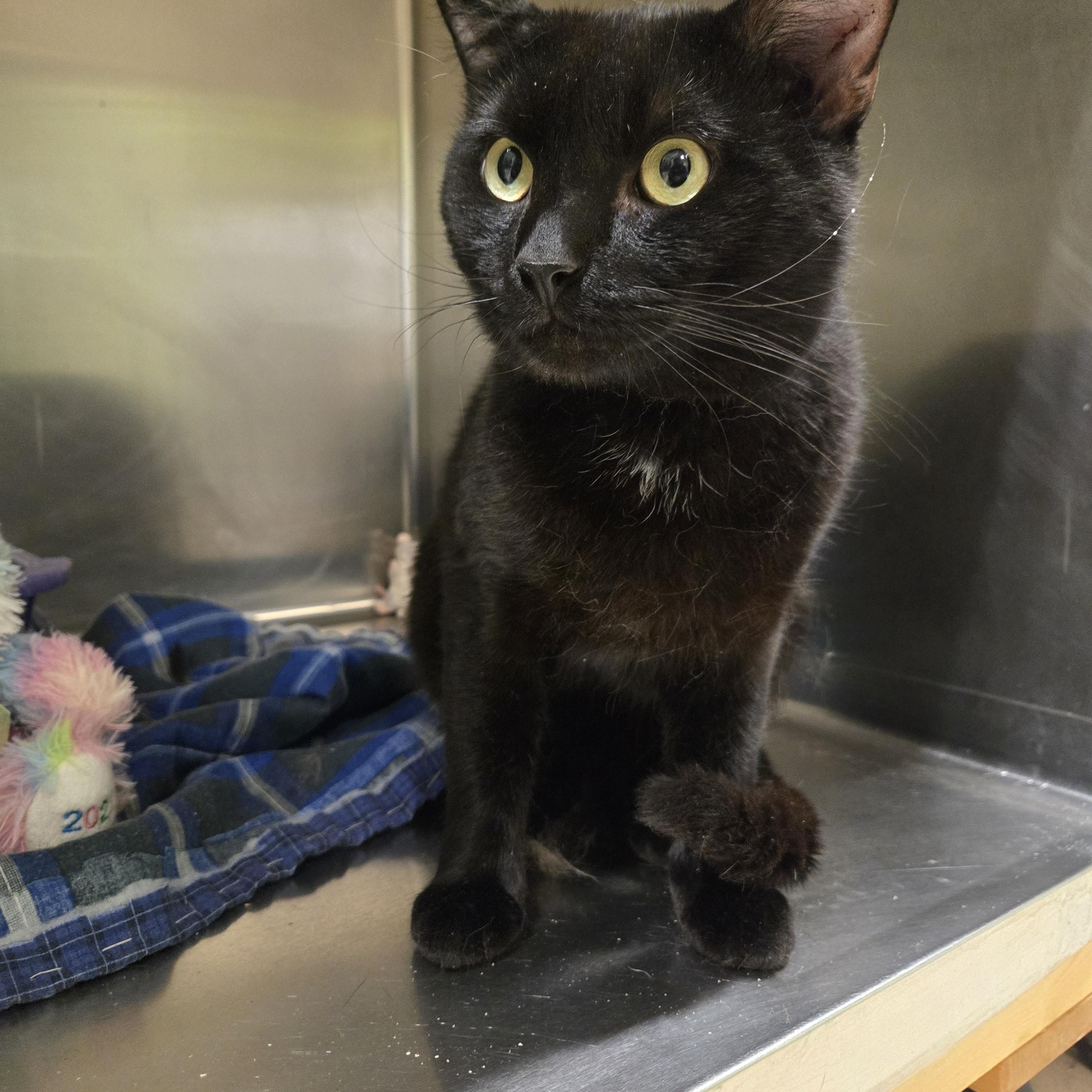 Meteor, a ADOPTABLE Domestic Short Hair in Paris, ME image 3/4
