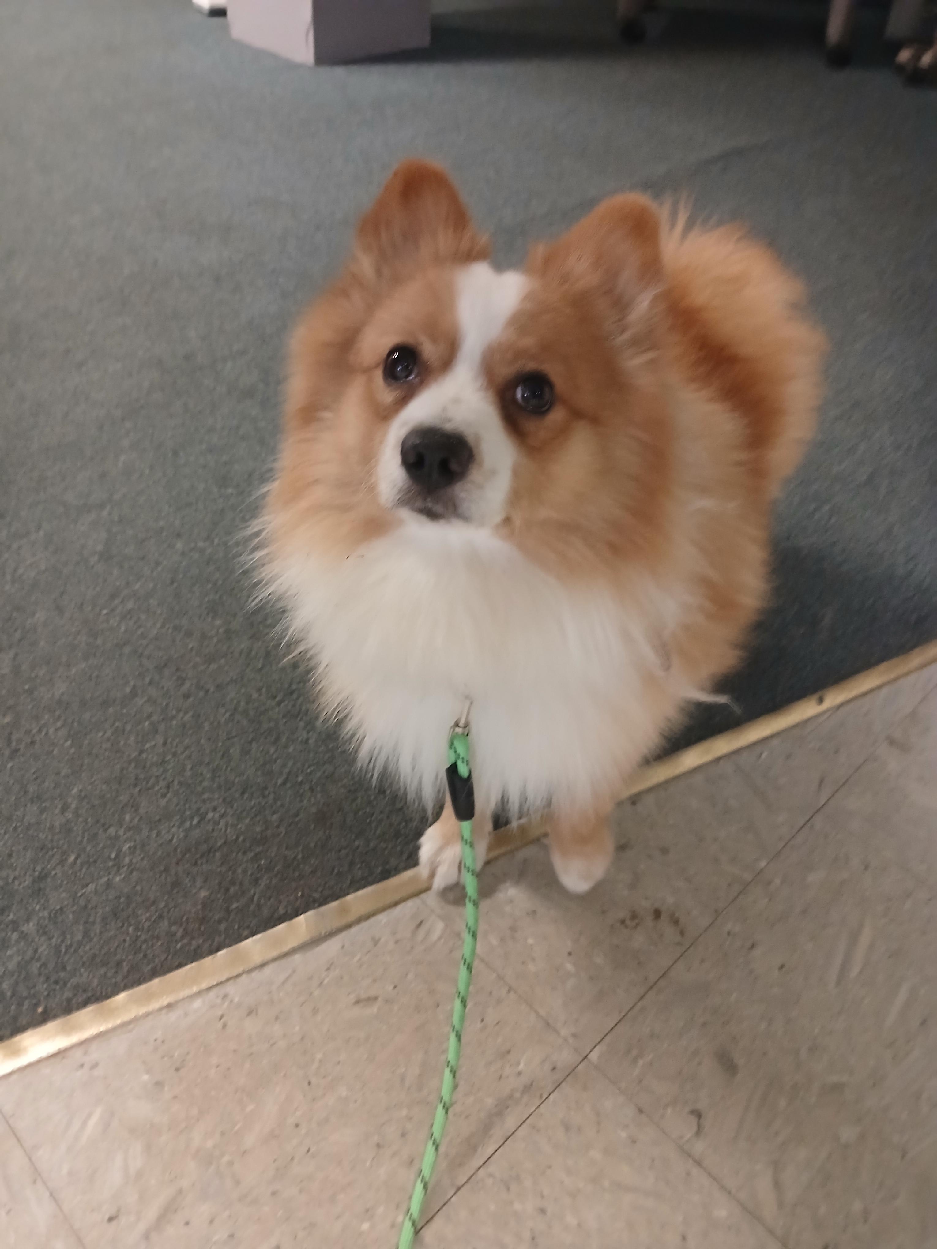 Potato, ADOPTABLE, Young Male Corgi & Pomeranian.