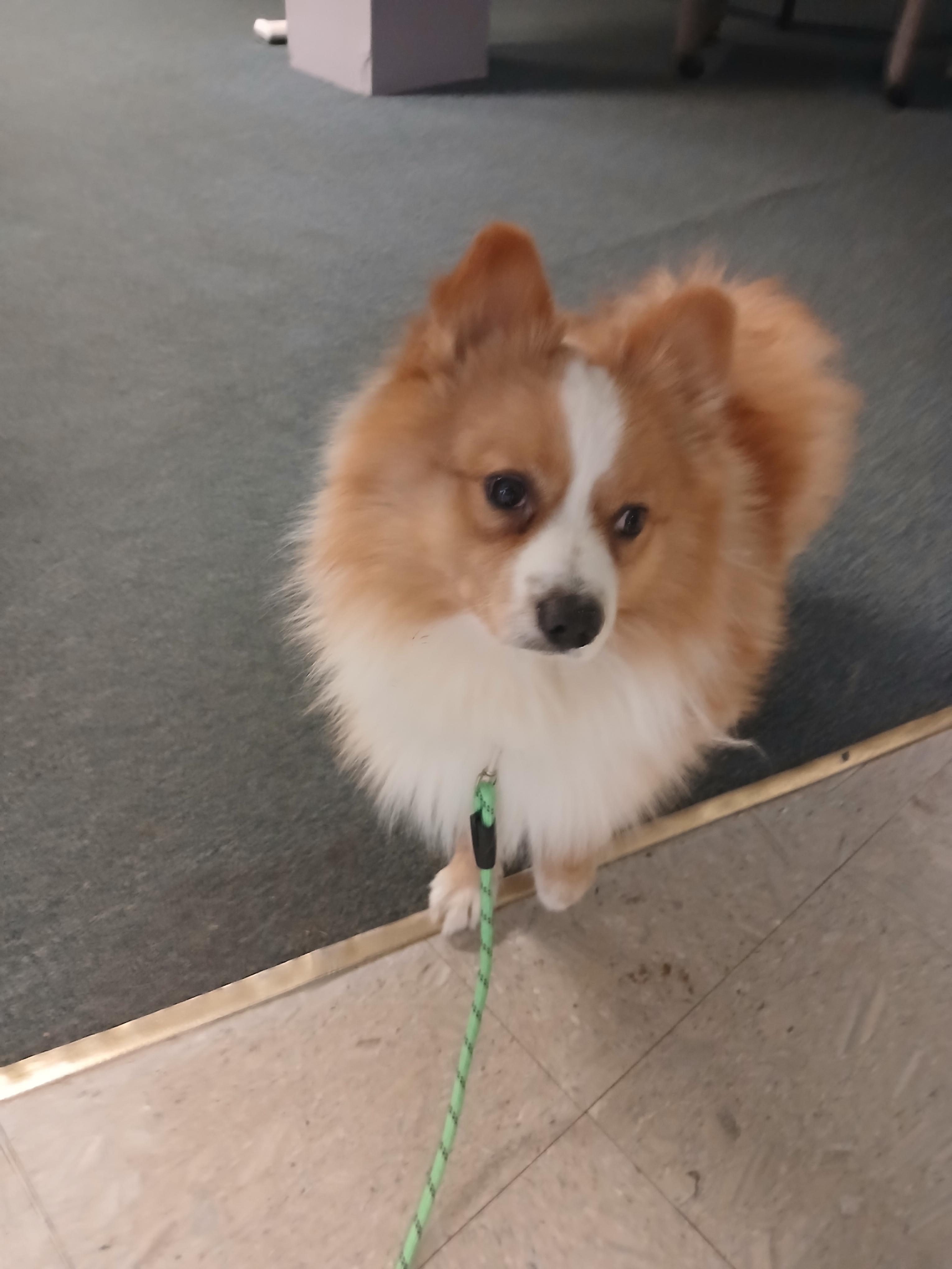 Enlarge Potato, a ADOPTABLE mixed breed in Carey, OH image 2/2
