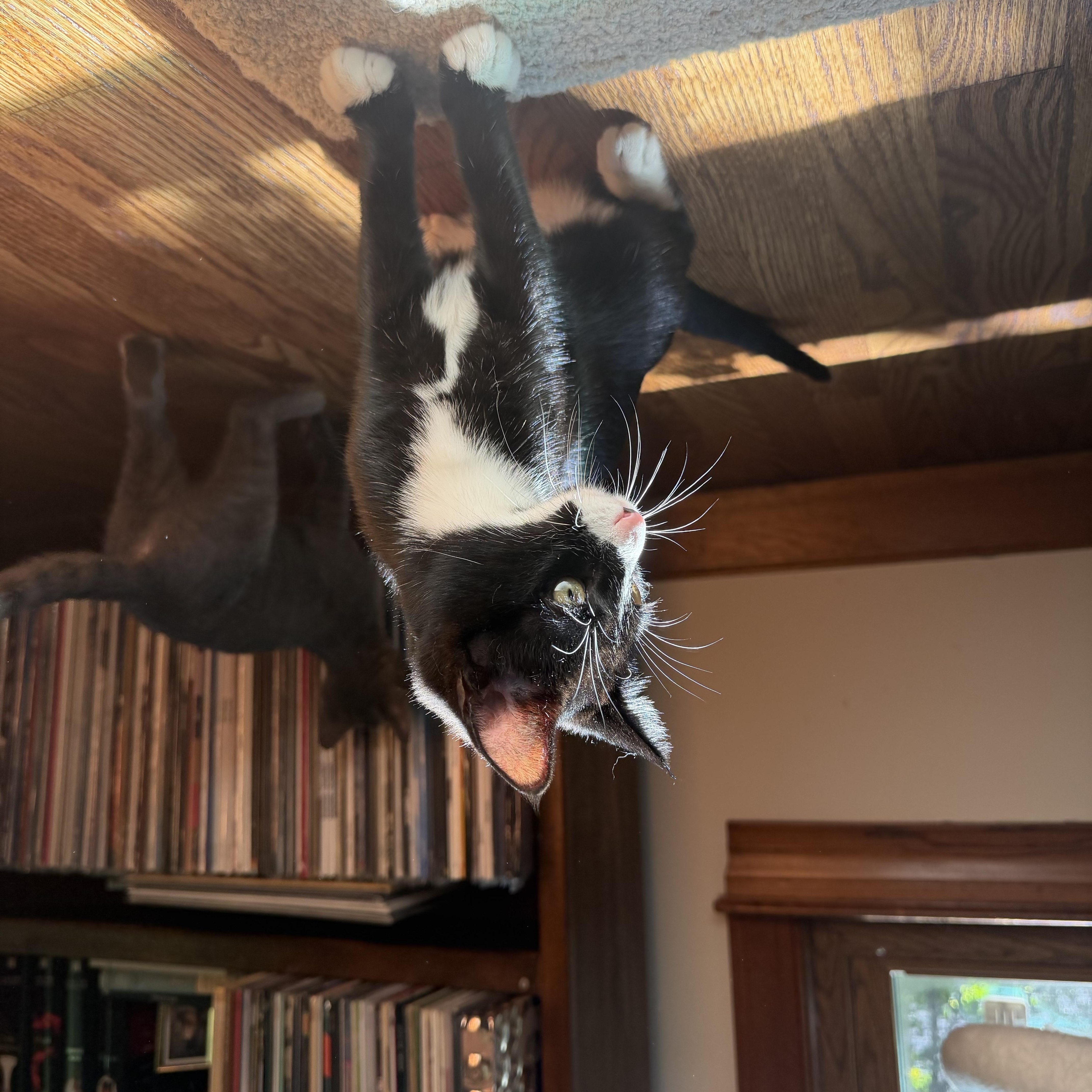 Enlarge Brave, a ADOPTABLE Tuxedo in Wilmington, NC image 2/2
