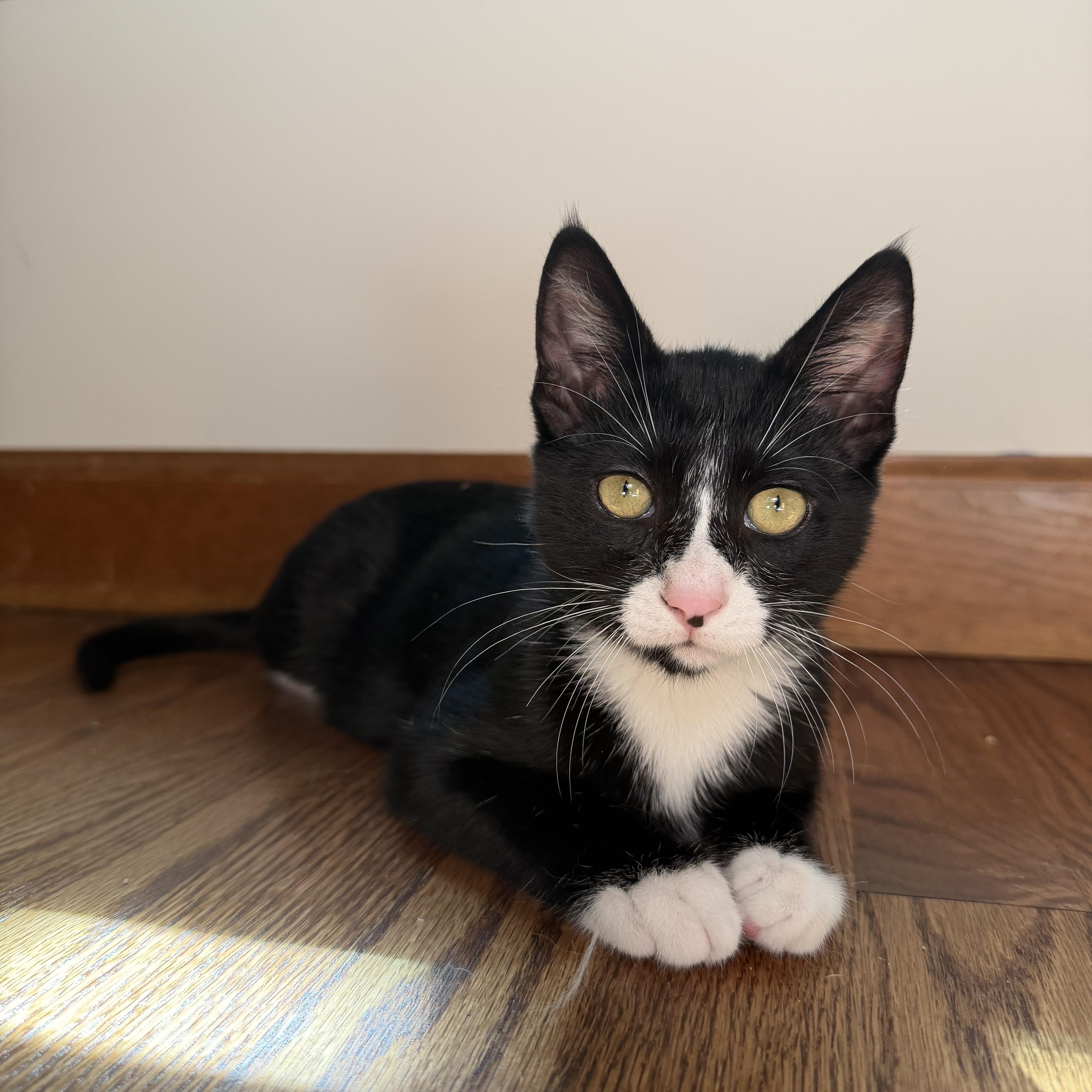 Enlarge Brave, a ADOPTABLE Tuxedo in Wilmington, NC image 1/2