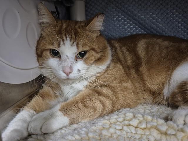 Enlarge PHILLY, a Adoptable Domestic Short Hair in London, ON image 1/1