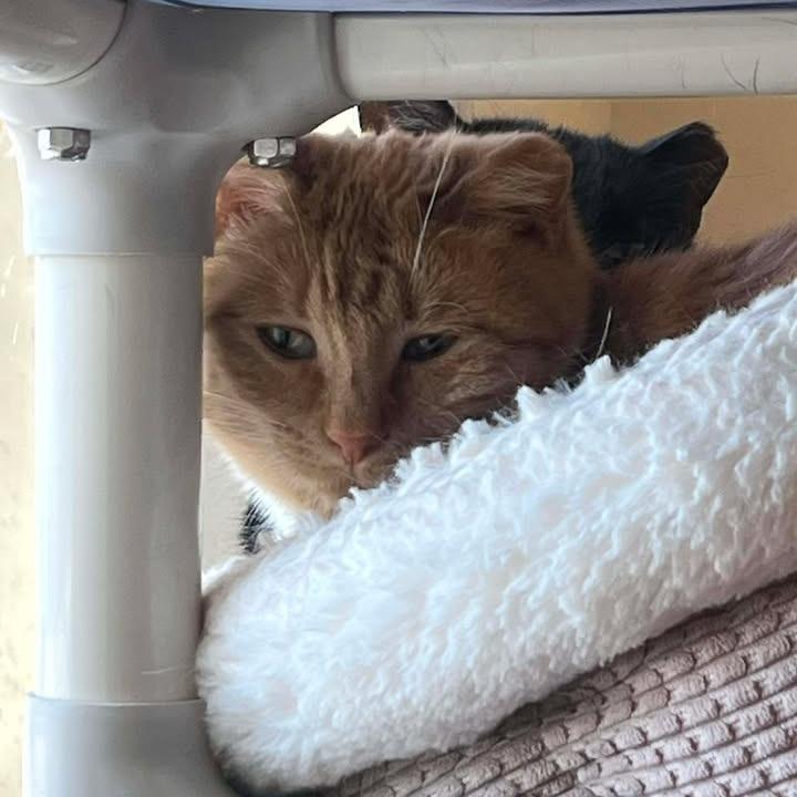 Creamsicle, Adoptable, Adult Female Domestic Short Hair.