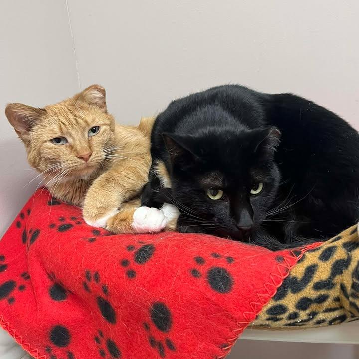 Enlarge Creamsicle, a Adoptable Domestic Short Hair in Milan, IL image 2/4