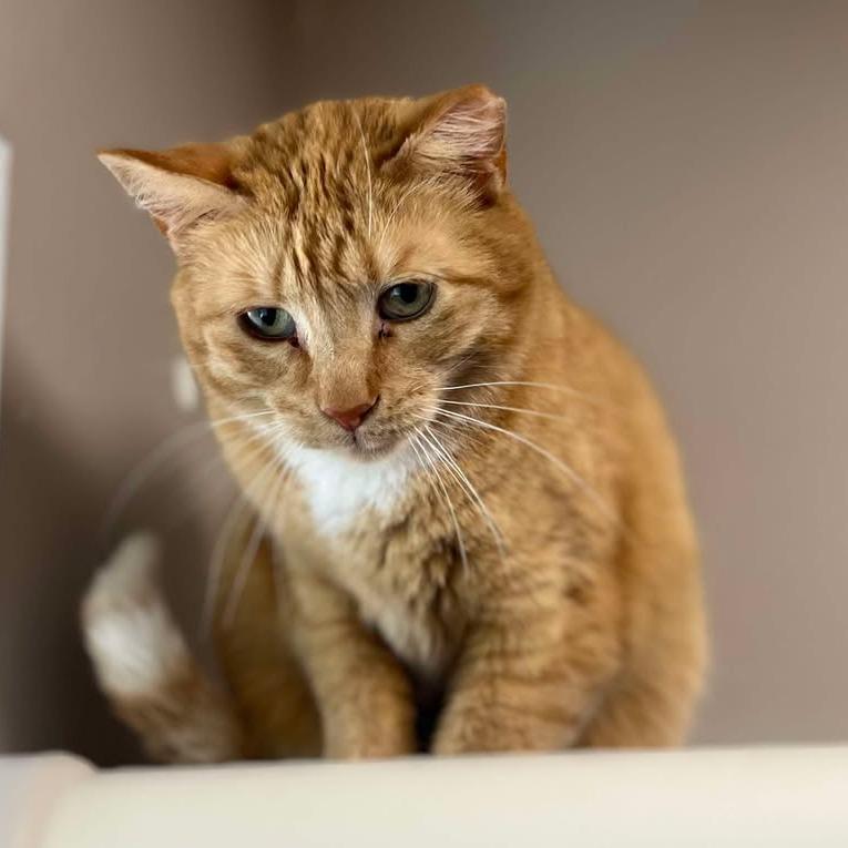 Enlarge Creamsicle, a Adoptable Domestic Short Hair in Milan, IL image 1/2