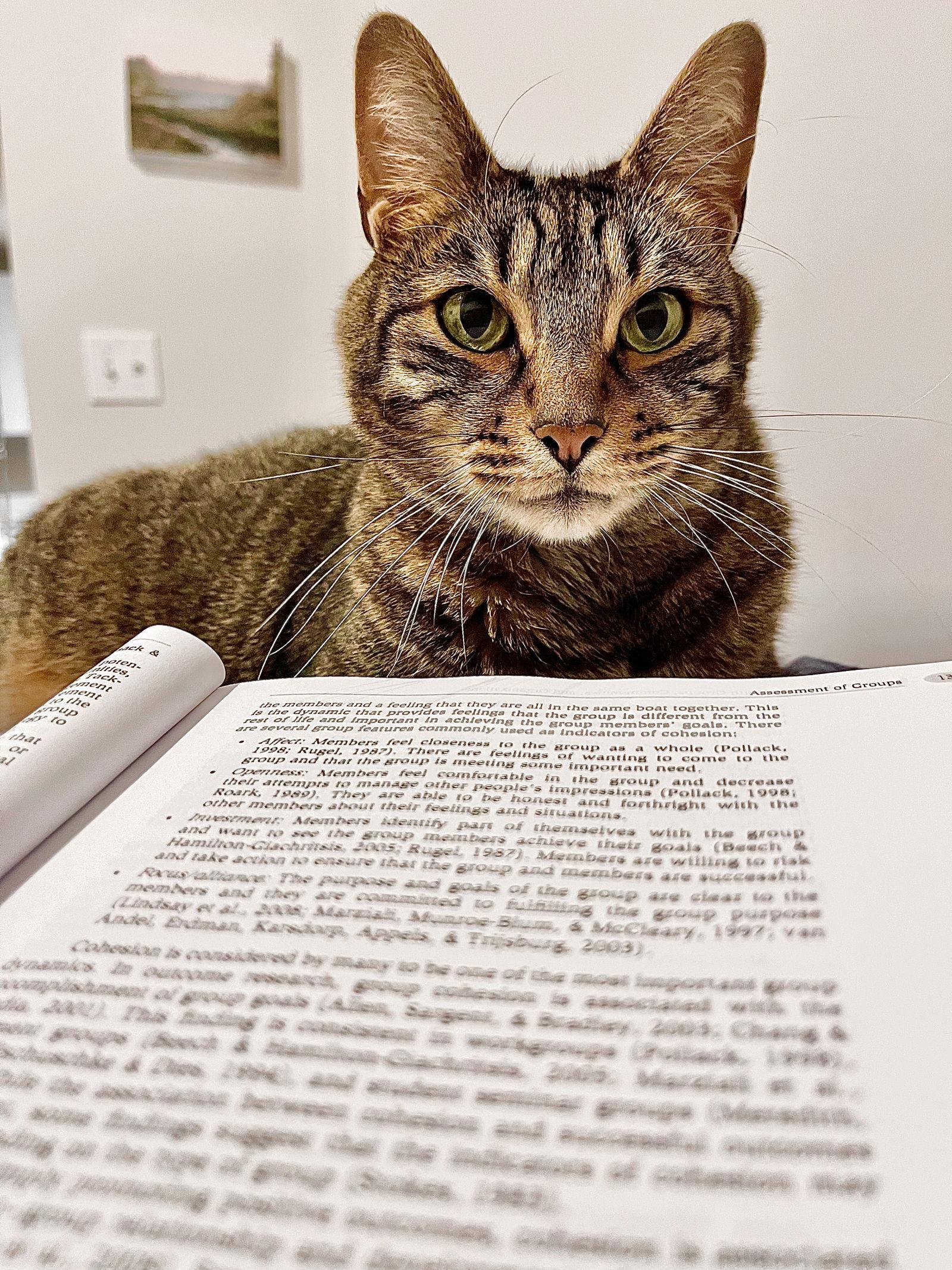 Caesar, Adopted, Adult Male Domestic Short Hair & Tabby.