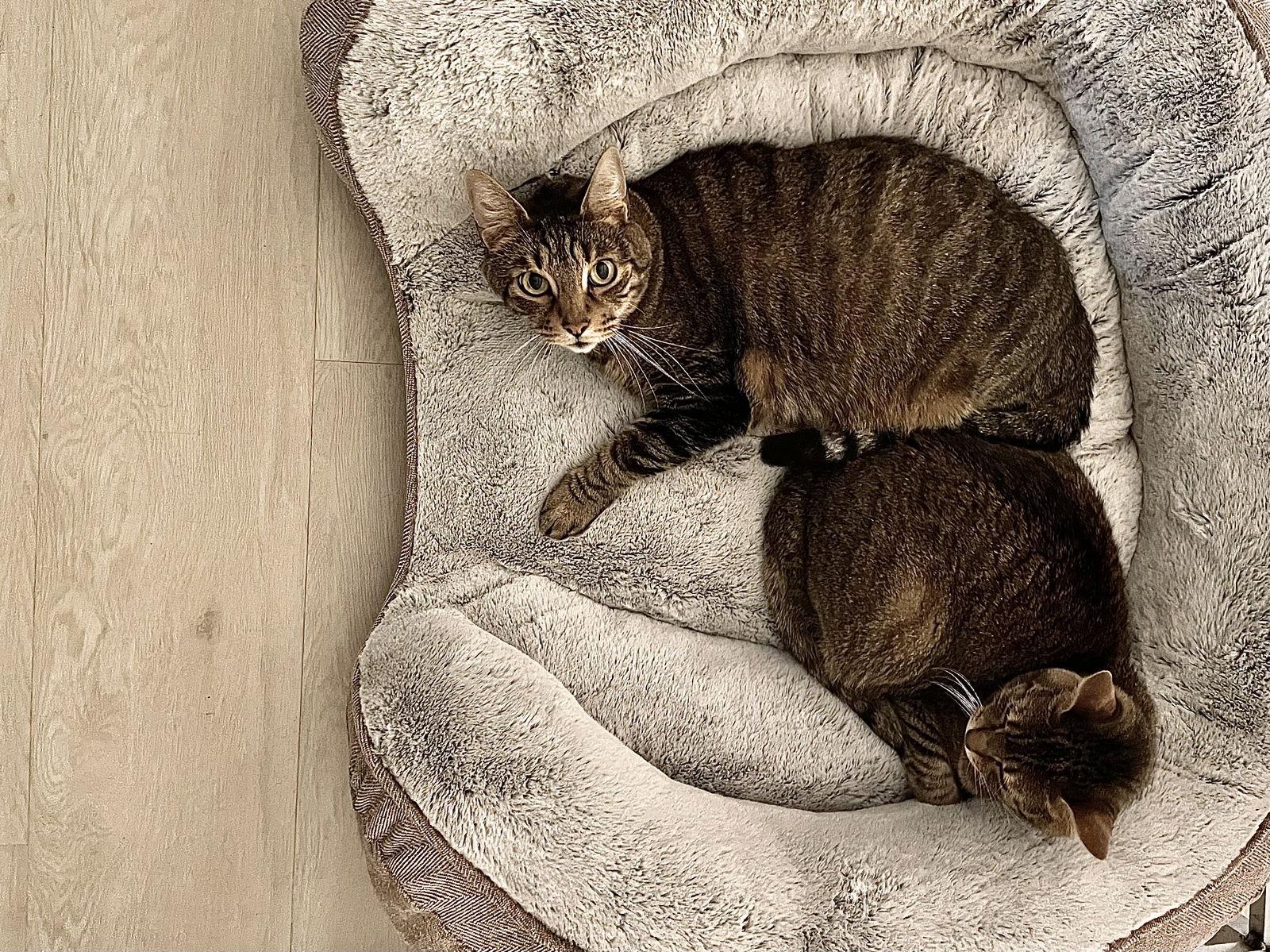 Enlarge Caesar, a Adopted mixed breed in West Palm Beach, FL image 2/3