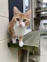 Enlarge Midge, a ADOPTABLE Domestic Short Hair in Boyne City, MI image 1/2