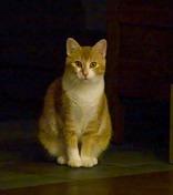 Enlarge Midge, a ADOPTABLE Domestic Short Hair in Boyne City, MI image 2/2