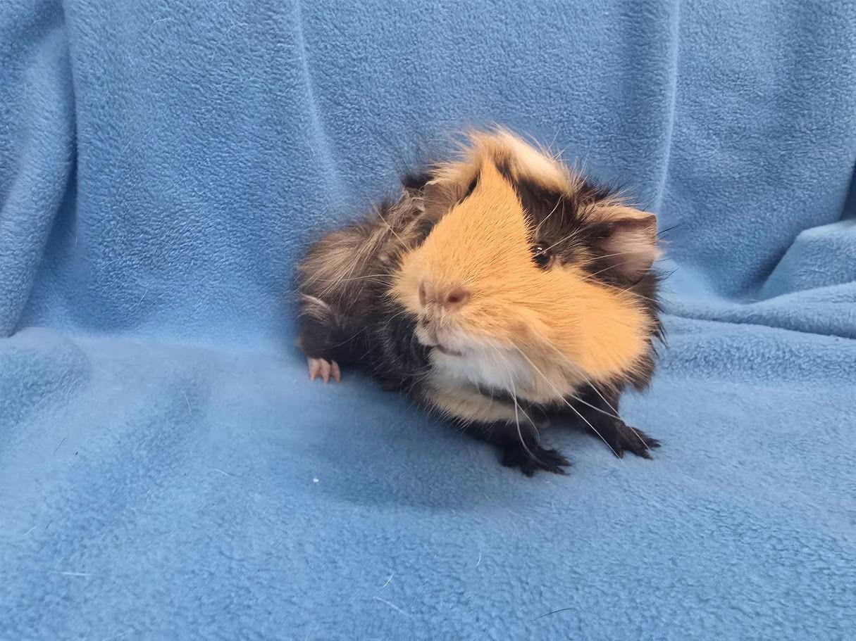 Tiger Lily & Mario, a Adoptable Guinea Pig in Baton Rouge, LA image 1/3