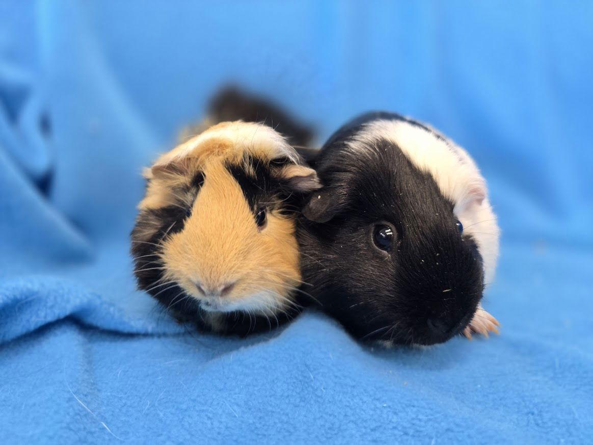 Tiger Lily & Mario, a Adoptable Guinea Pig in Baton Rouge, LA image 2/3