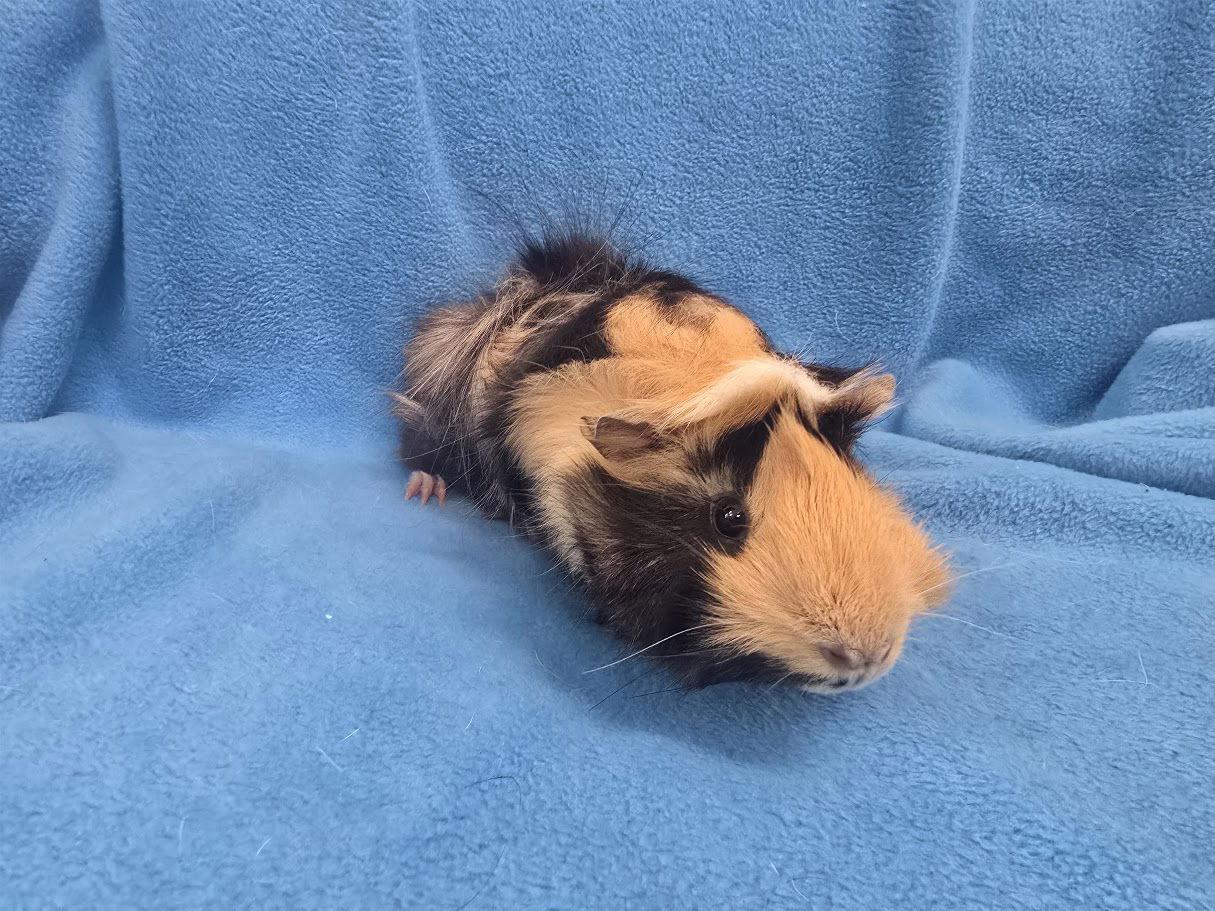 Tiger Lily & Mario, a Adoptable Guinea Pig in Baton Rouge, LA image 3/3