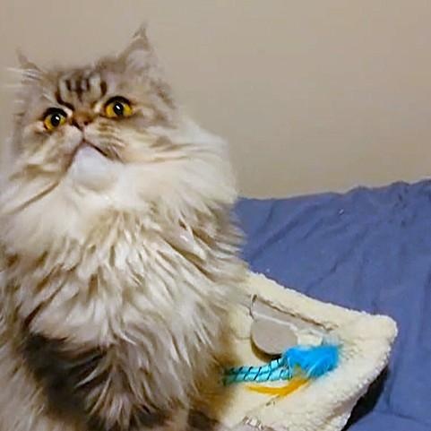 Silver Swoon , a Adoptable mixed breed in Mississauga, ON image 5/6