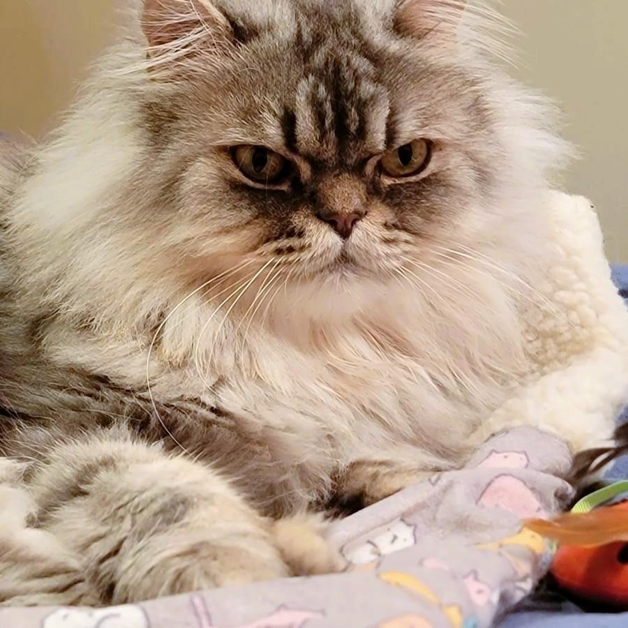 Silver Swoon - Foster needed, Adoptable, Adult Male Persian & Chinchilla.