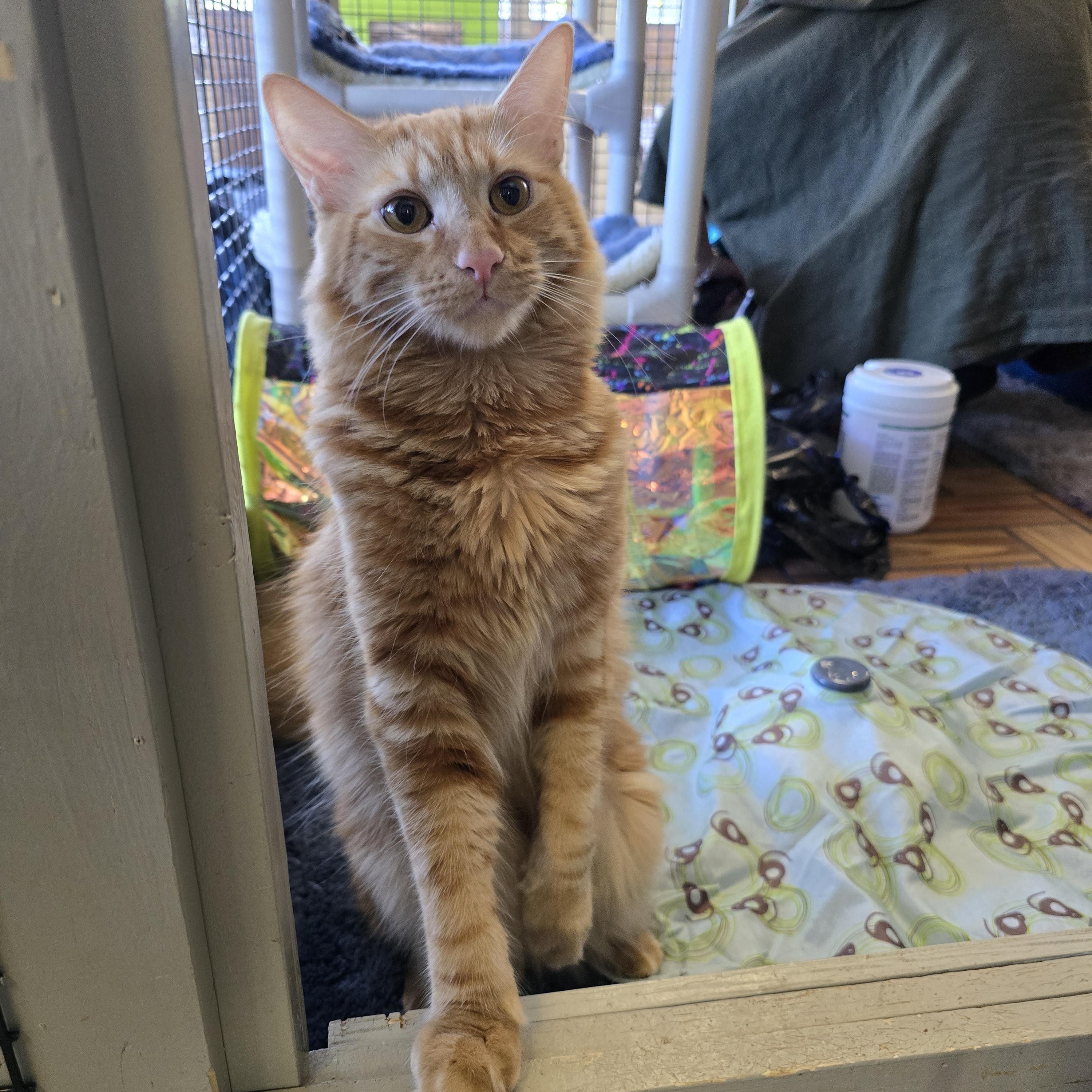 Hailey and Hank, Adoptable, Young Male Maine Coon & Dilute Tortoiseshell.