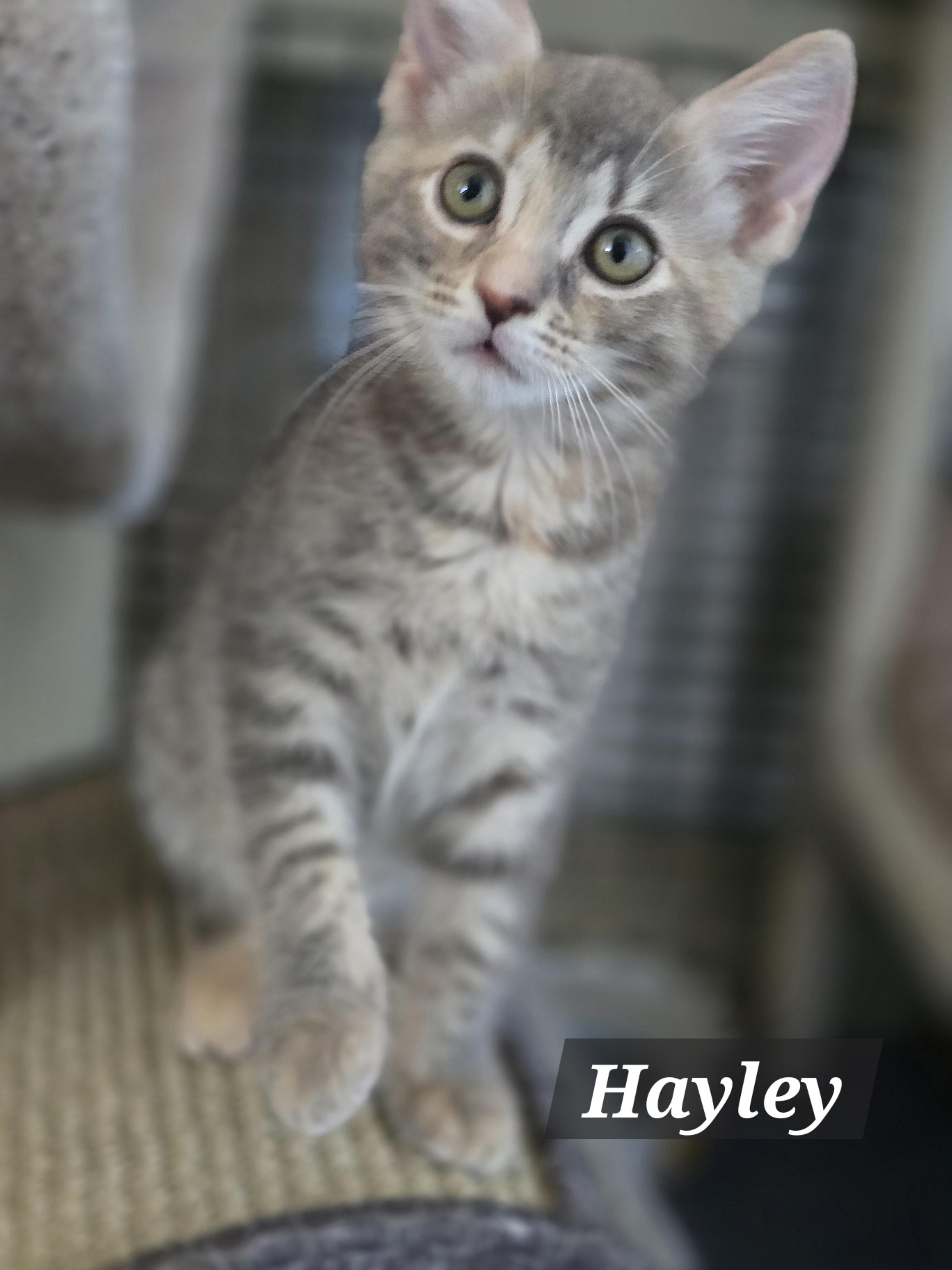 Enlarge Mama Honey, Harper, Hailey & Hank, a Adoptable mixed breed in Redwood City, CA image 4/6