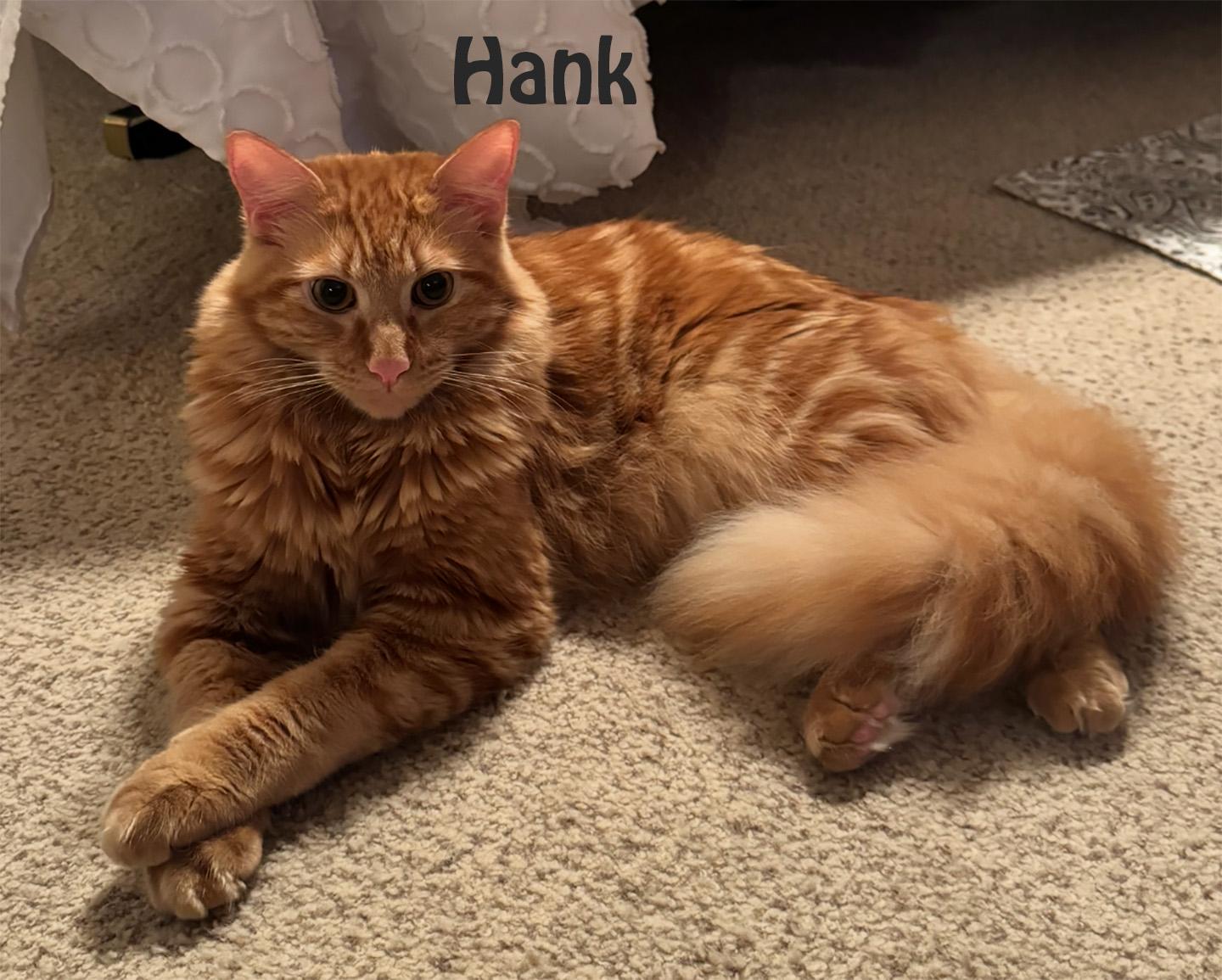 Enlarge Hank and Harper, a Adoptable mixed breed in Redwood City, CA image 5/6