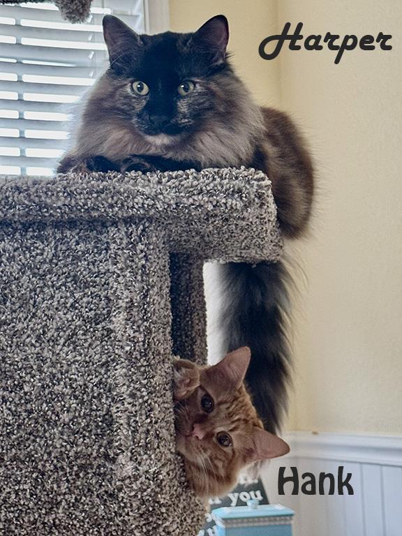 Enlarge Hank and Harper, a Adoptable mixed breed in Redwood City, CA image 6/6