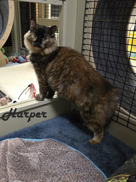 Enlarge Hank and Harper, a Adoptable mixed breed in Redwood City, CA image 3/6