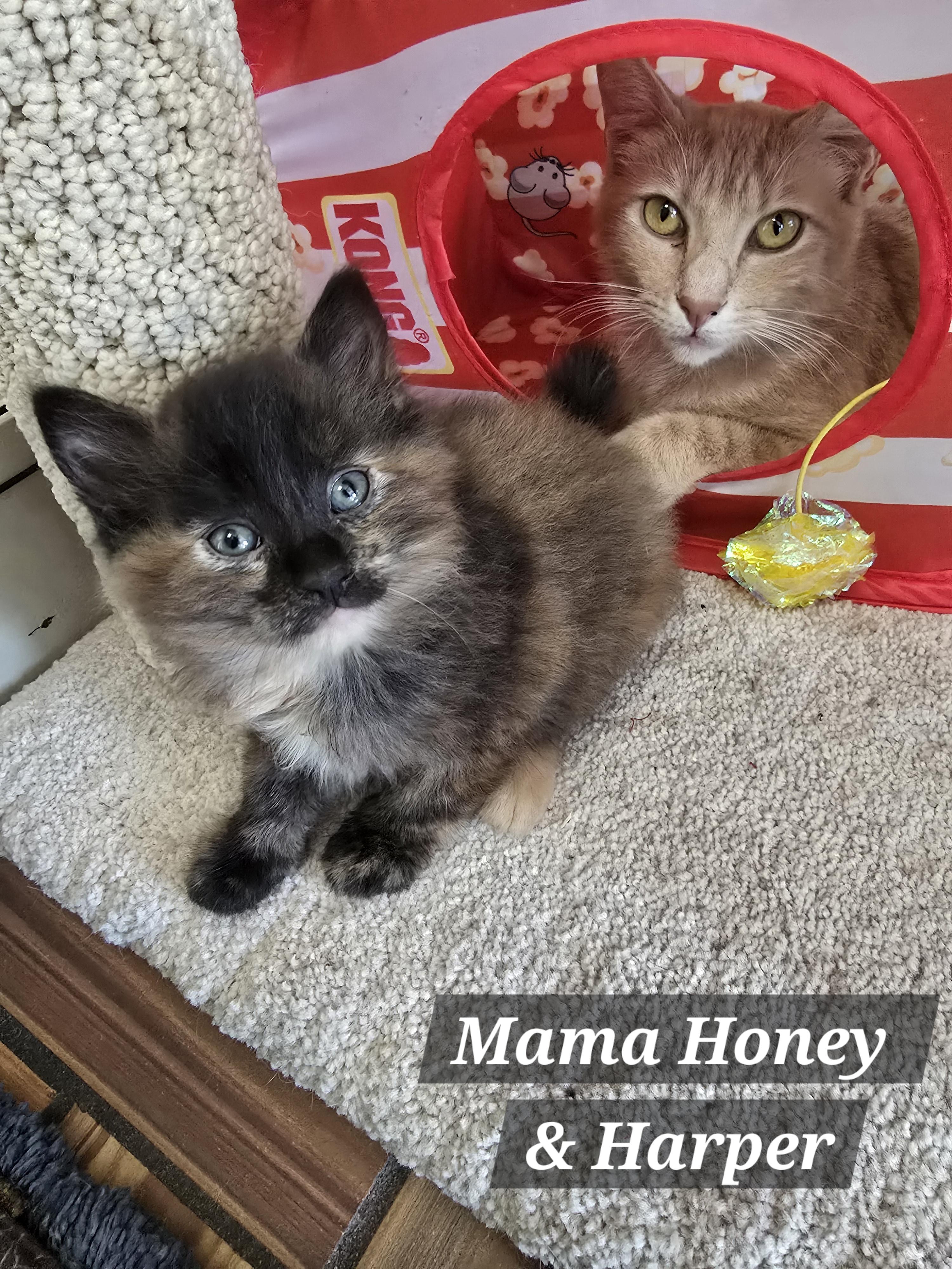 Enlarge Mama Honey, Harper, Hailey & Hank, a Adoptable mixed breed in Redwood City, CA image 2/6