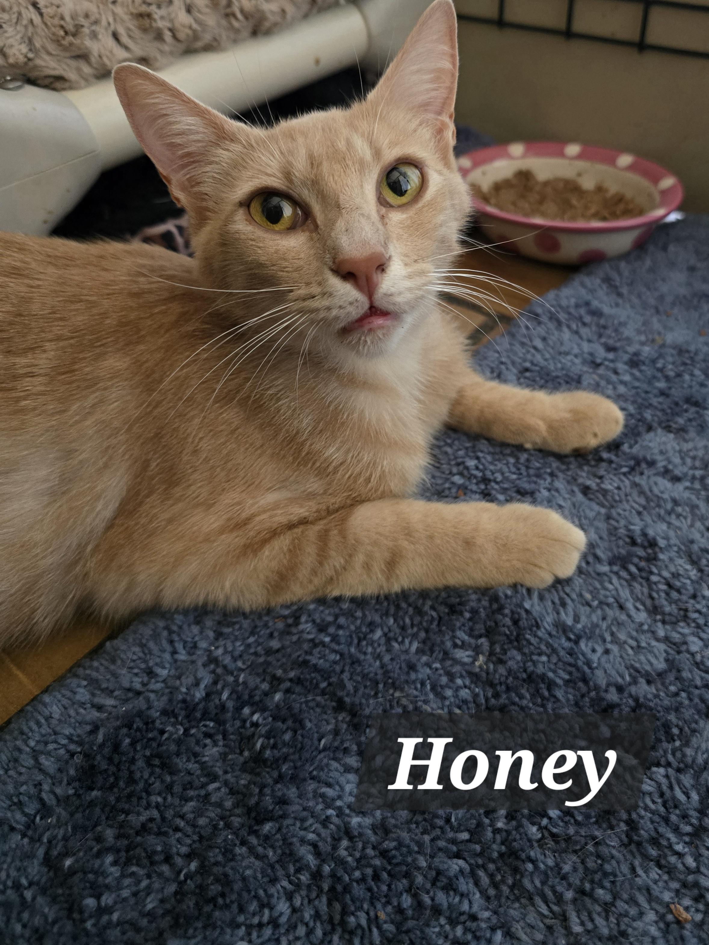 Enlarge Mama Honey, Harper, Hailey & Hank, a Adoptable mixed breed in Redwood City, CA image 6/6