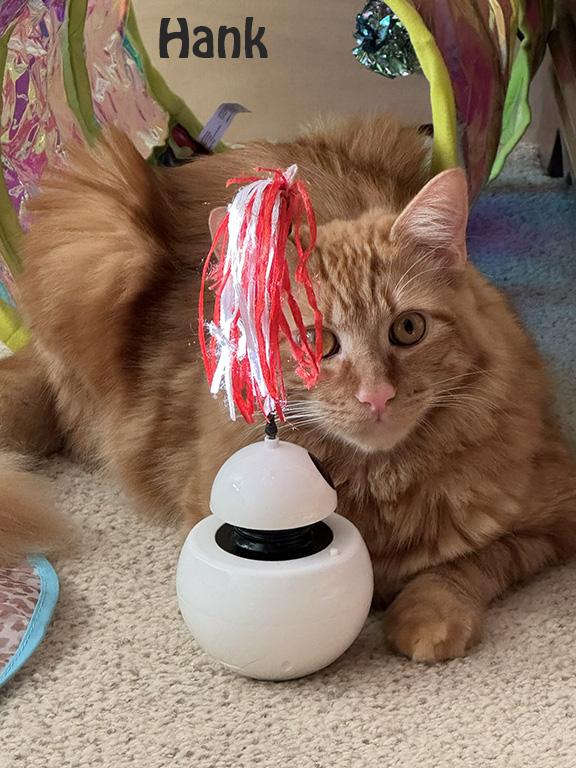 Hank and Harper, Adoptable, Young Female Tabby & Dilute Tortoiseshell.