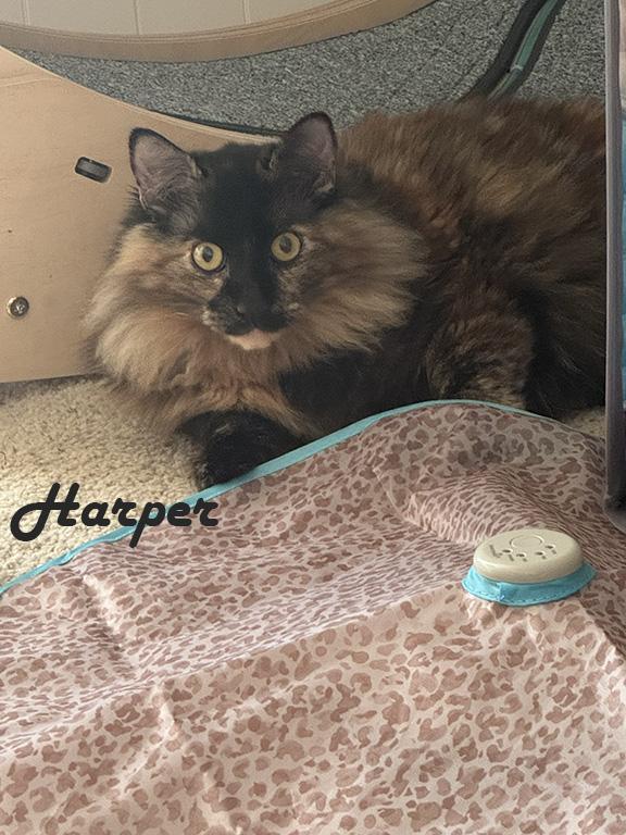 Enlarge Hank and Harper, a Adoptable mixed breed in Redwood City, CA image 4/6