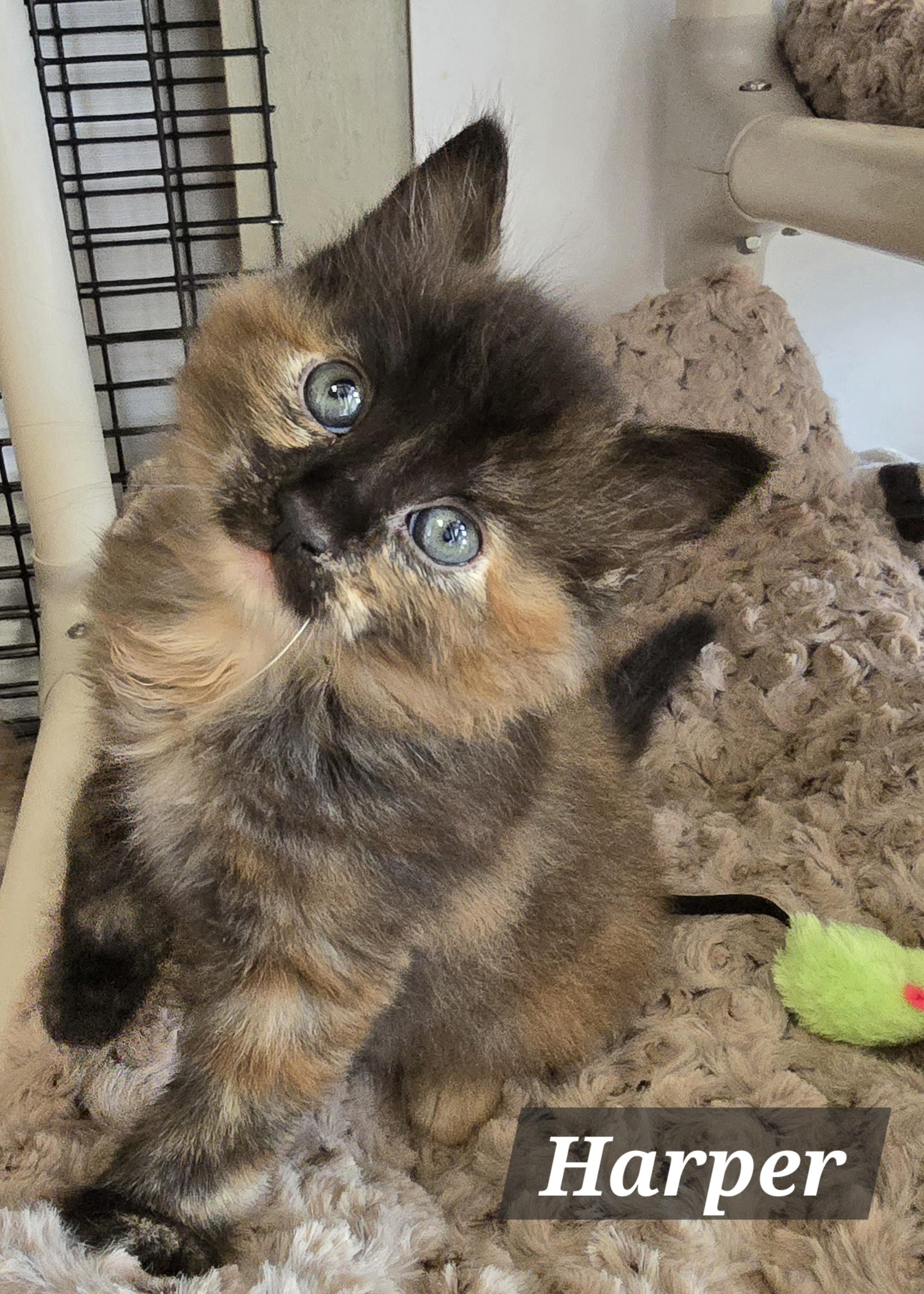 Enlarge Mama Honey, Harper, Hailey & Hank, a Adoptable mixed breed in Redwood City, CA image 3/6