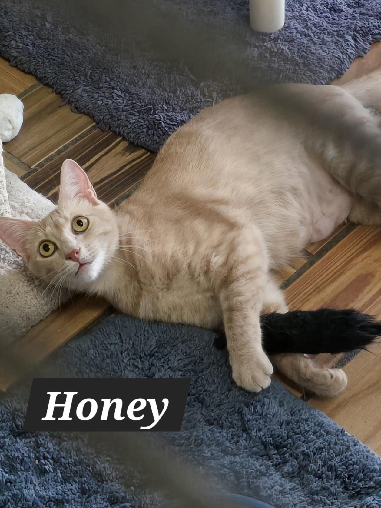 Mama Honey, Harper, Hailey & Hank, Adoptable, Kitten Female Tabby & Dilute Tortoiseshell.