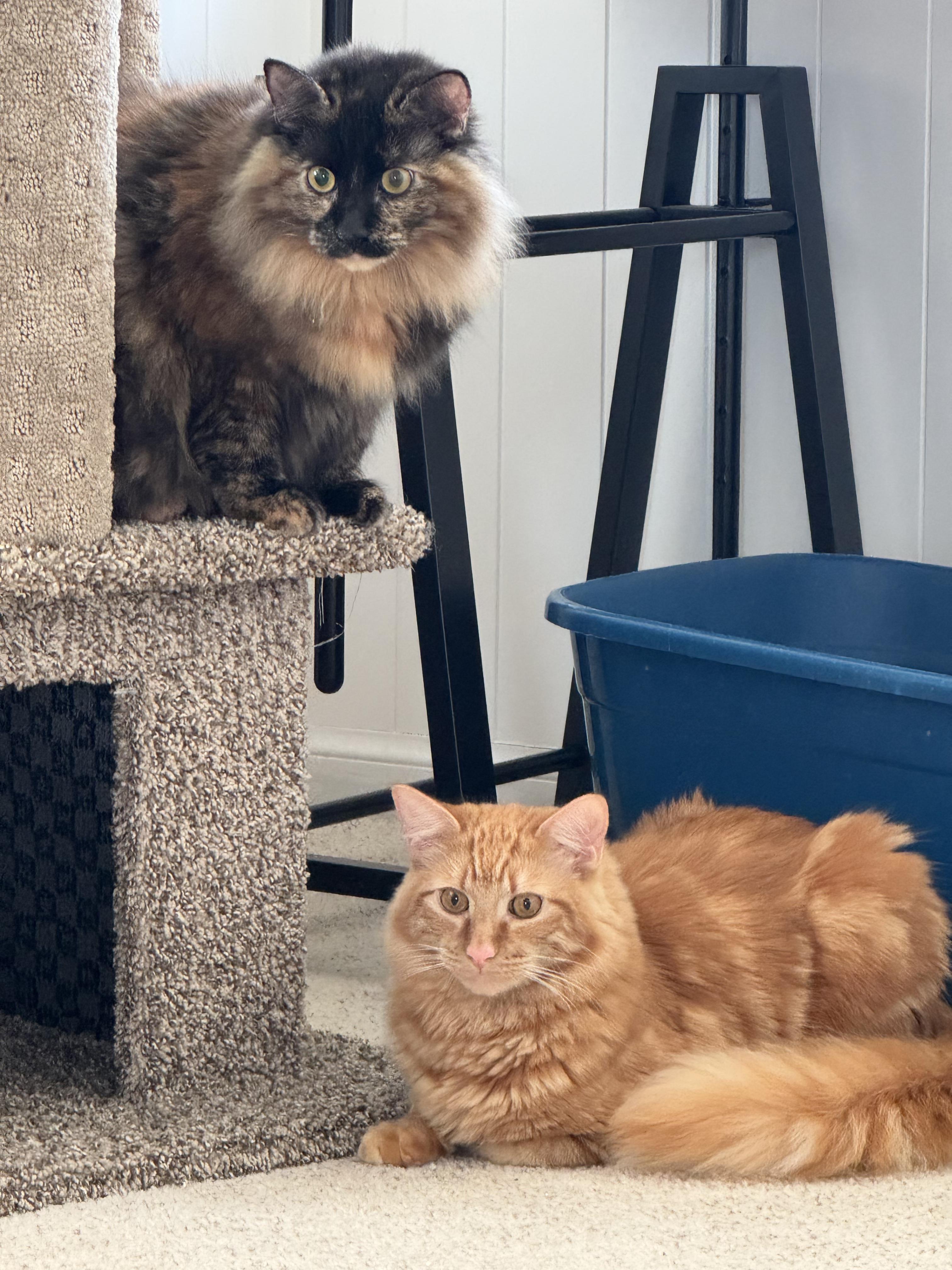 Enlarge Hank and Harper, a Adoptable mixed breed in Redwood City, CA image 2/6