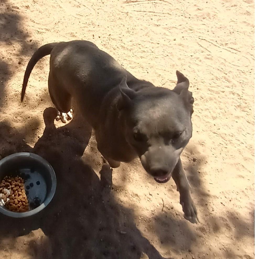 Enlarge Kiwi , a Adoptable American Bully in Duluth, MN image 5/6