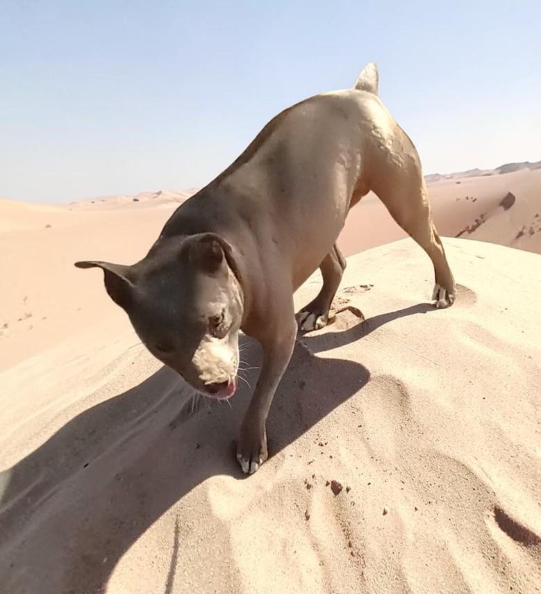 Kiwi , Adoptable, Young Female American Bully.