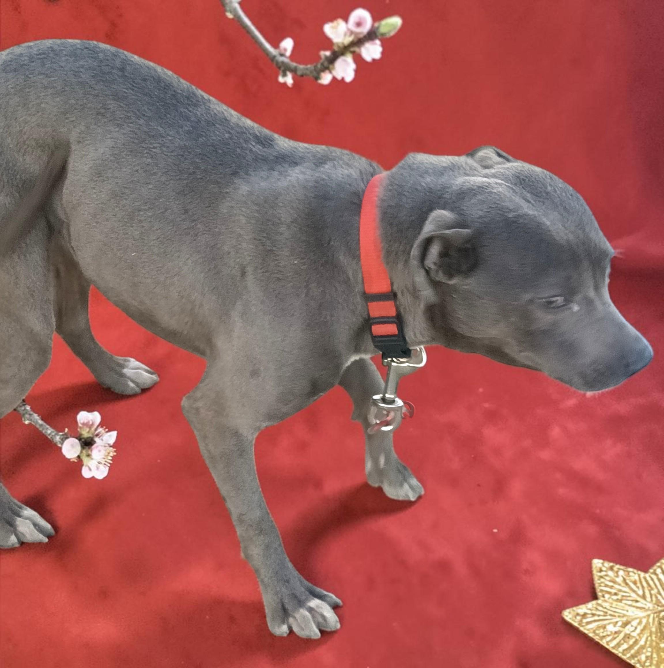 Enlarge Kiwi , a Adoptable American Bully in Duluth, MN image 2/6