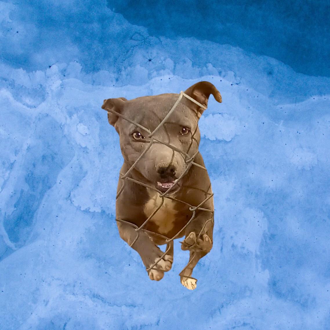 Enlarge Kiwi , a Adoptable American Bully in Duluth, MN image 3/6