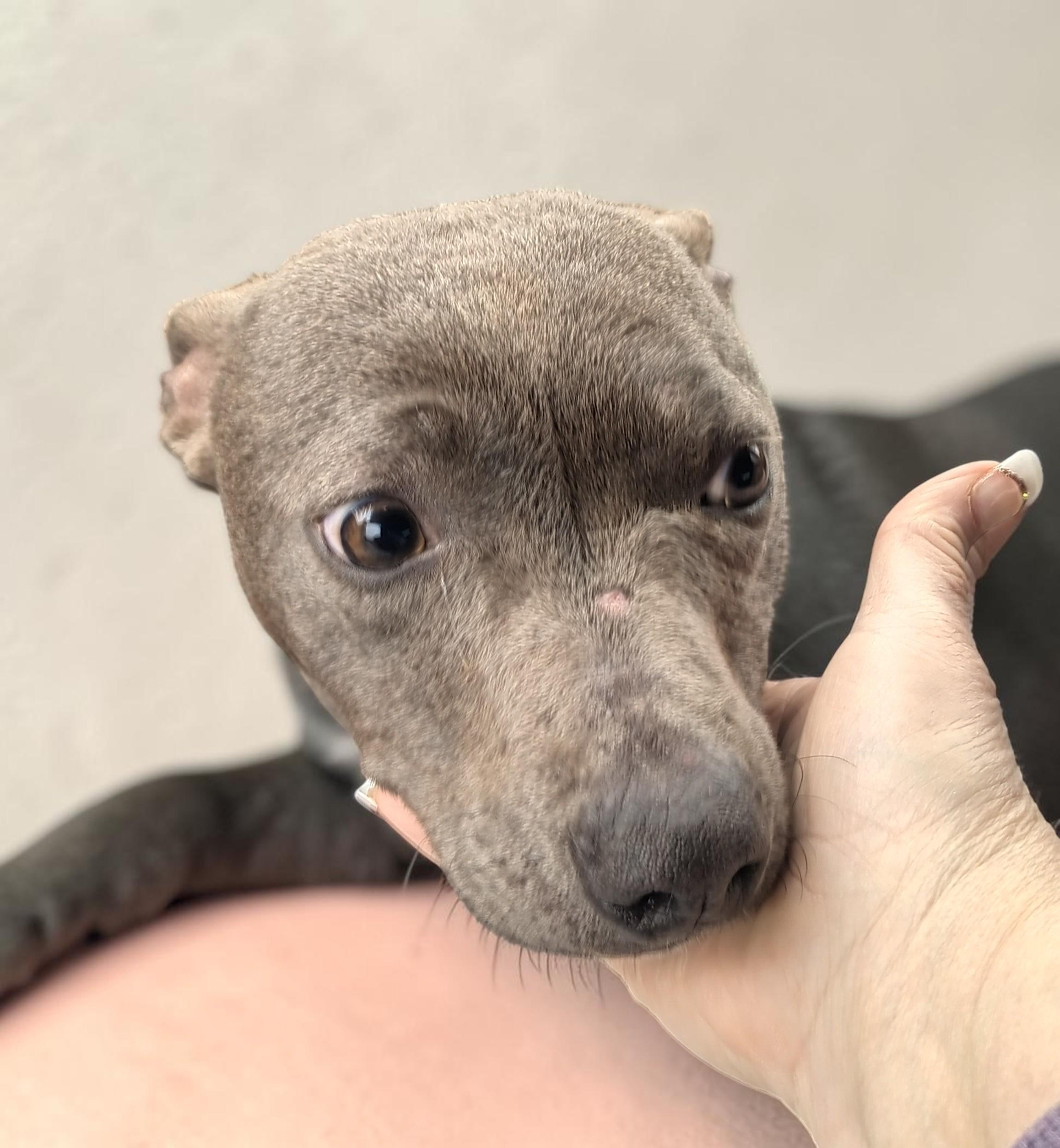 Enlarge Kiwi , a Adoptable American Bully in Duluth, MN image 4/6