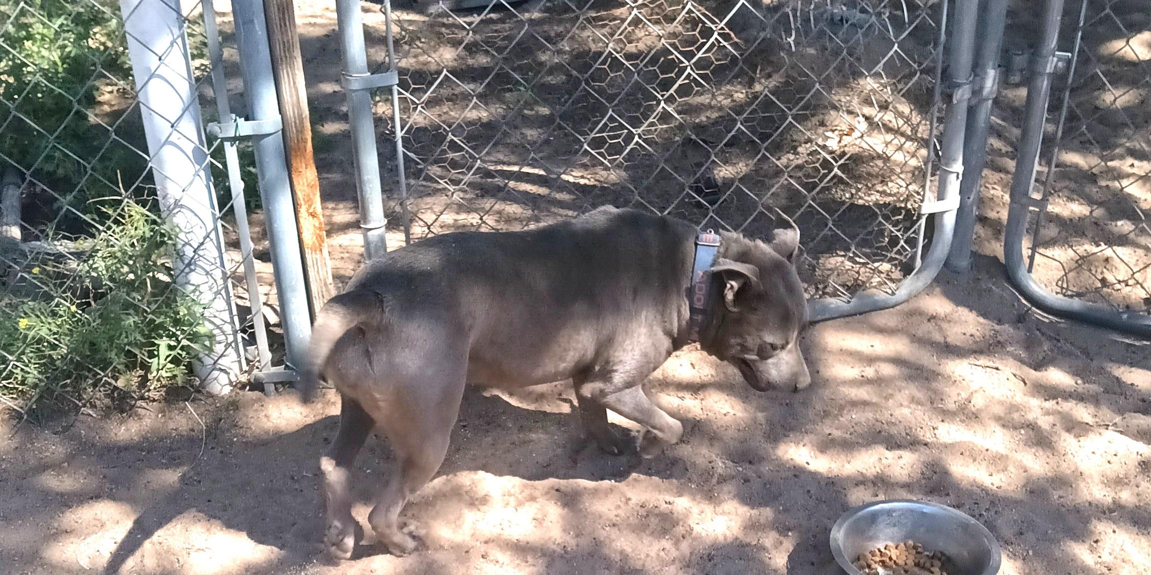 Enlarge Kiwi , a Adoptable American Bully in Duluth, MN image 6/6