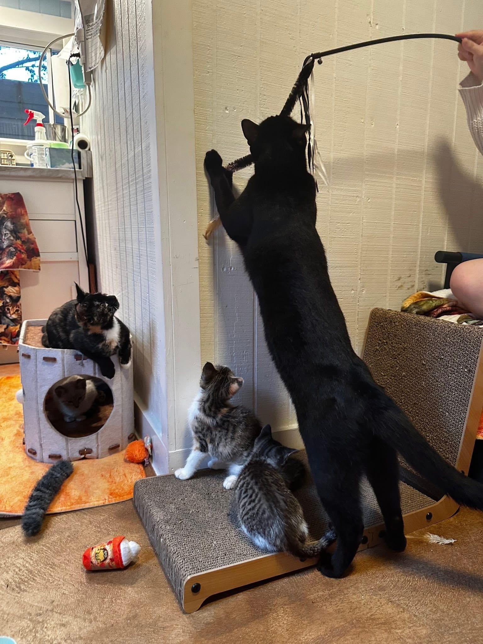 Enlarge Zorro, an adopted Domestic Short Hair in Tampa, FL image 6/6