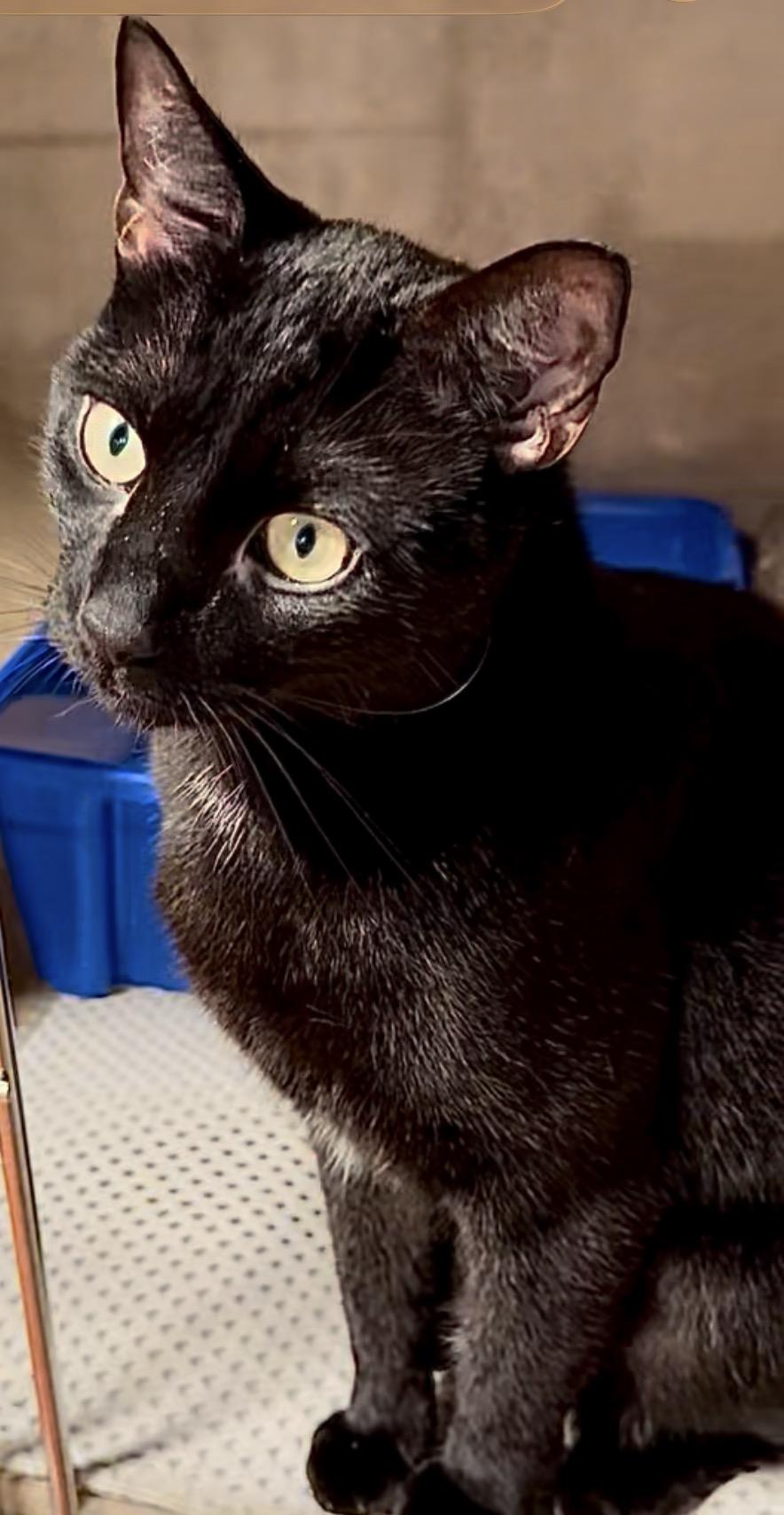 Enlarge Zorro, an adopted Domestic Short Hair in Tampa, FL image 2/6